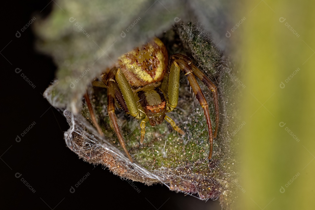 Aranha Caranguejo Fêmea Pequena da Família Thomisidae