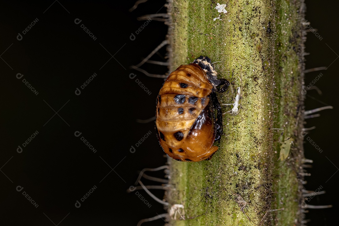 Lady Beetle asiática Pupa da espécie Harmonia axyridis