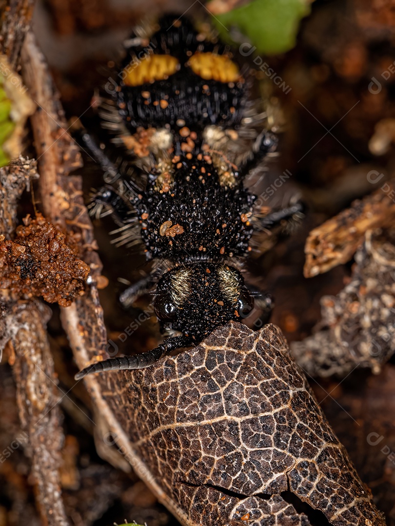 Formiga Velvet adulta do gênero Hoplomutilla