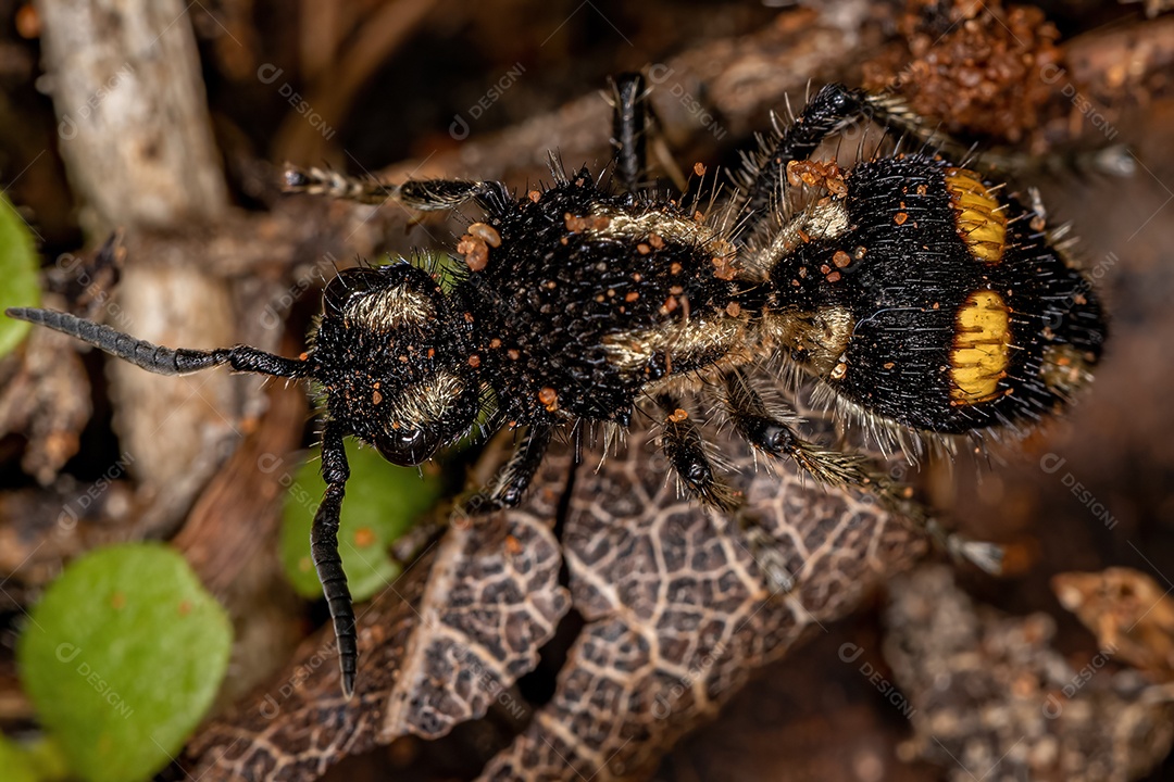 Formiga Velvet adulta do gênero Hoplomutilla