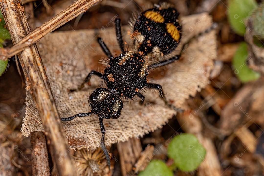 Formiga Velvet adulta do gênero Hoplomutilla