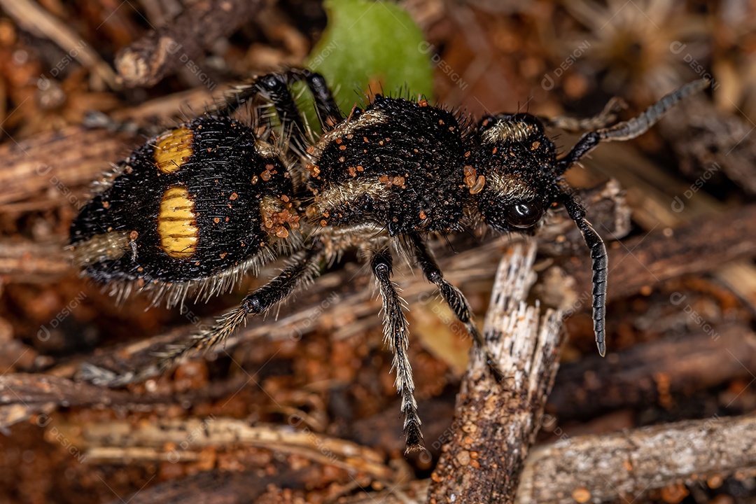 Formiga Velvet adulta do gênero Hoplomutilla