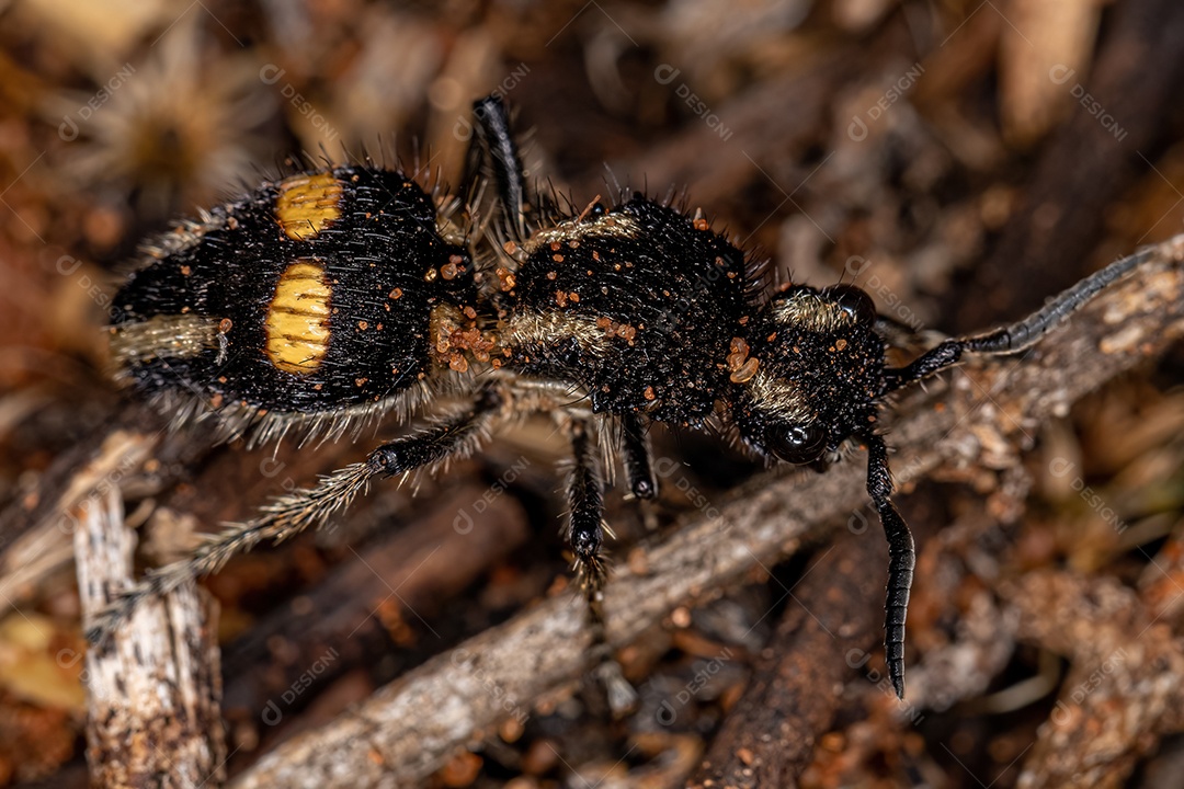 Formiga Velvet adulta do gênero Hoplomutilla