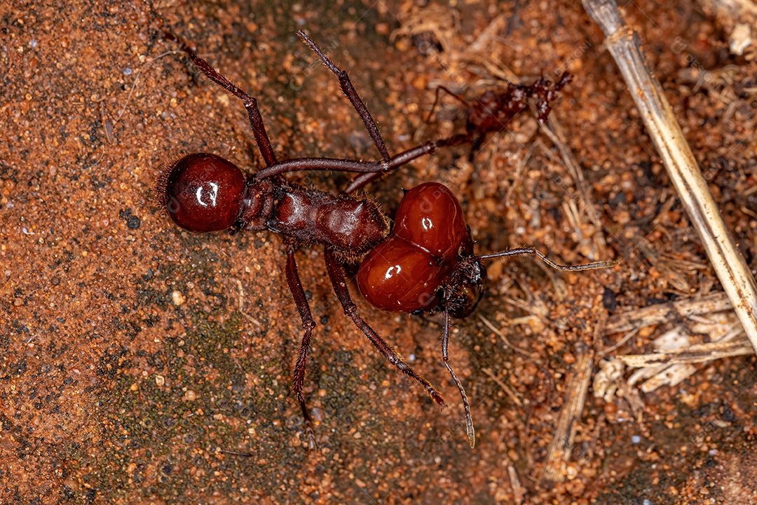 Atta Formiga cortadeira da espécie Atta laevigata com uma pequena formiga morta mordendo a pata