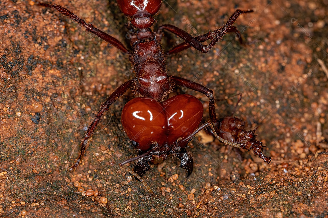 Atta Formiga cortadeira da espécie Atta laevigata com uma pequena formiga morta mordendo a pata