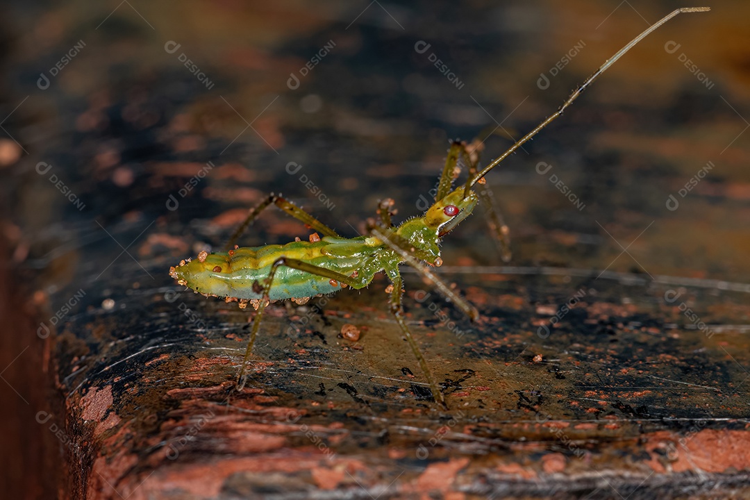 Assassin Bug Ninfa da Tribo Harpactorini