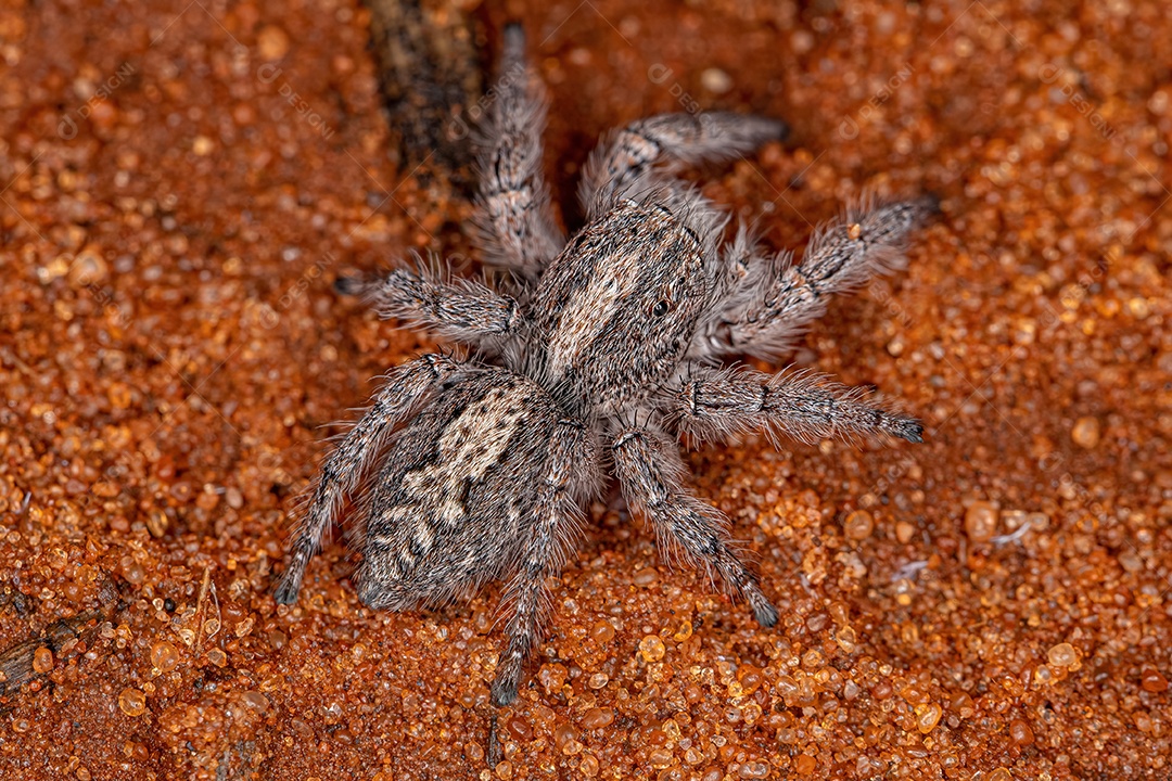 Pequena Aranha Saltadora da Subtribo Freyina