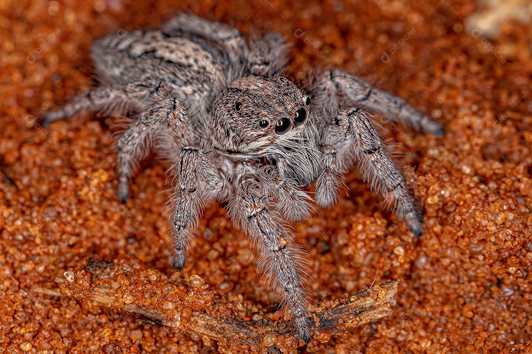 Pequena Aranha Saltadora da Subtribo Freyina