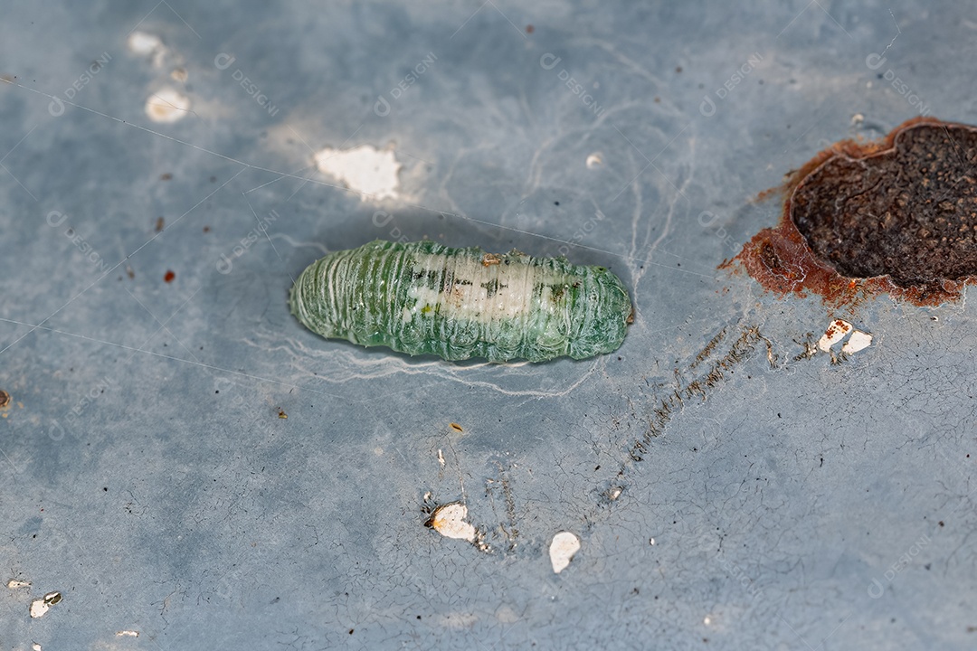 Pequenas larvas de mosca flutuante da família Syrphidae