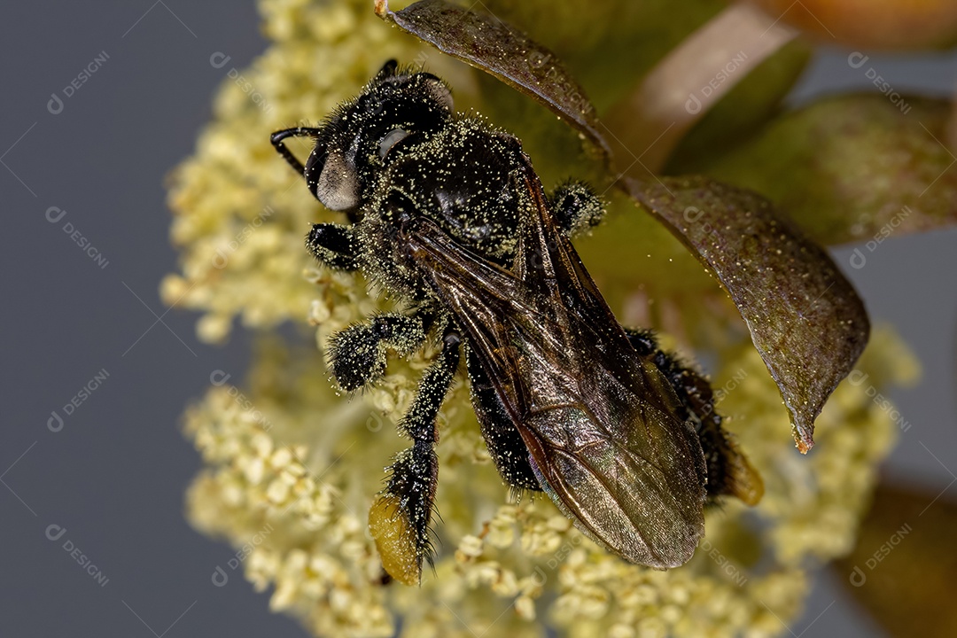 Abelha sem ferrão fêmea adulta do gênero Trigona sobre flor de mamona da espécie ricinus communis