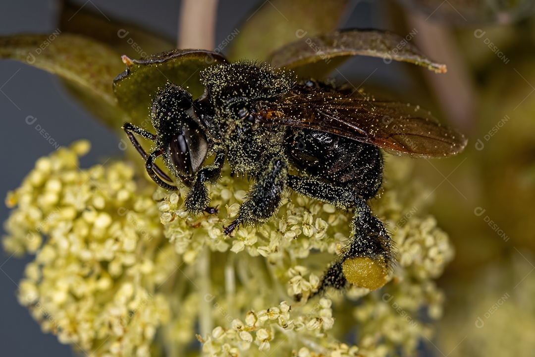 Abelha sem ferrão fêmea adulta do gênero Trigona sobre flor de mamona da espécie ricinus communis