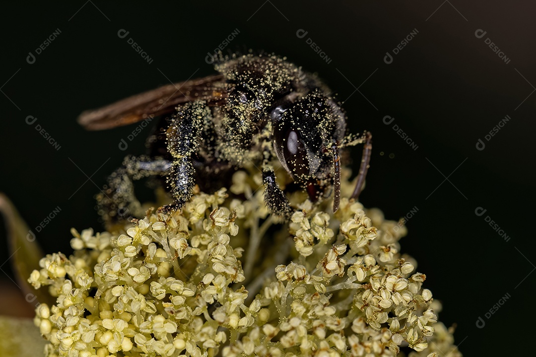 Abelha sem ferrão fêmea adulta do gênero Trigona sobre flor de mamona da espécie ricinus communis