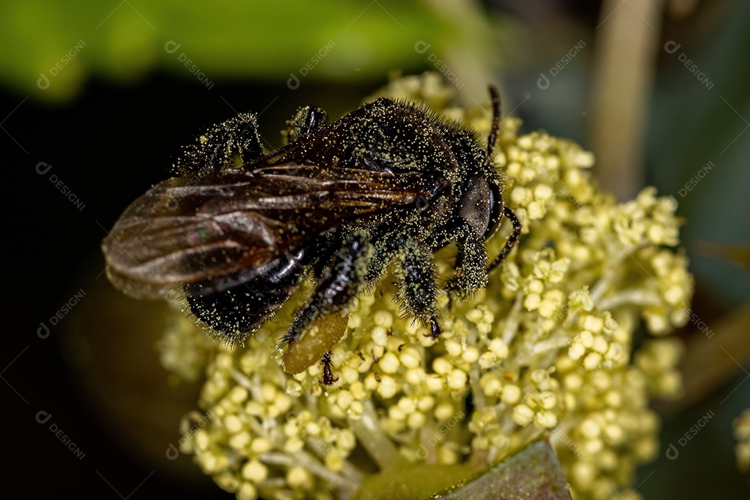 Abelha sem ferrão fêmea adulta do gênero Trigona sobre flor de mamona da espécie ricinus communis