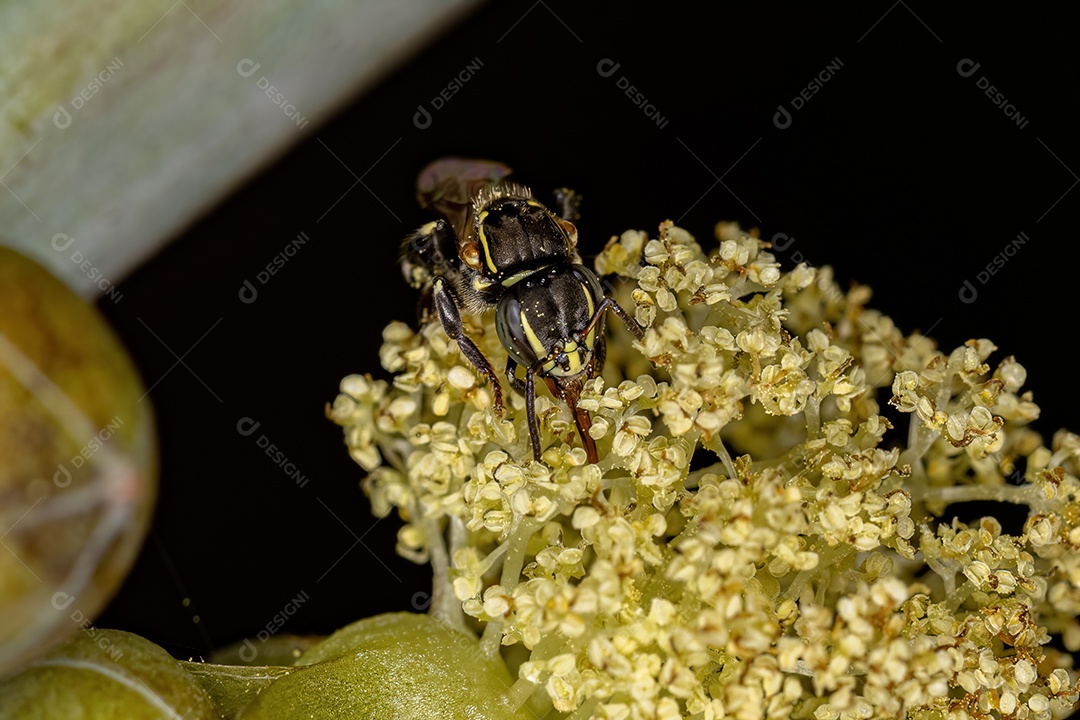 Abelha sem ferrão fêmea adulta do gênero Trigona sobre flor de mamona da espécie ricinus communis