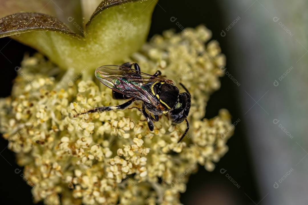 Abelha sem ferrão fêmea adulta do gênero Trigona sobre flor de mamona da espécie ricinus communis