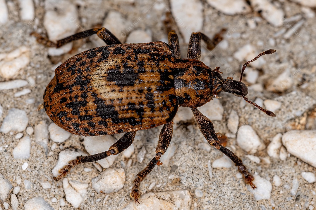 Gorgulho Verdadeiro Adulto da Família Curculionidae