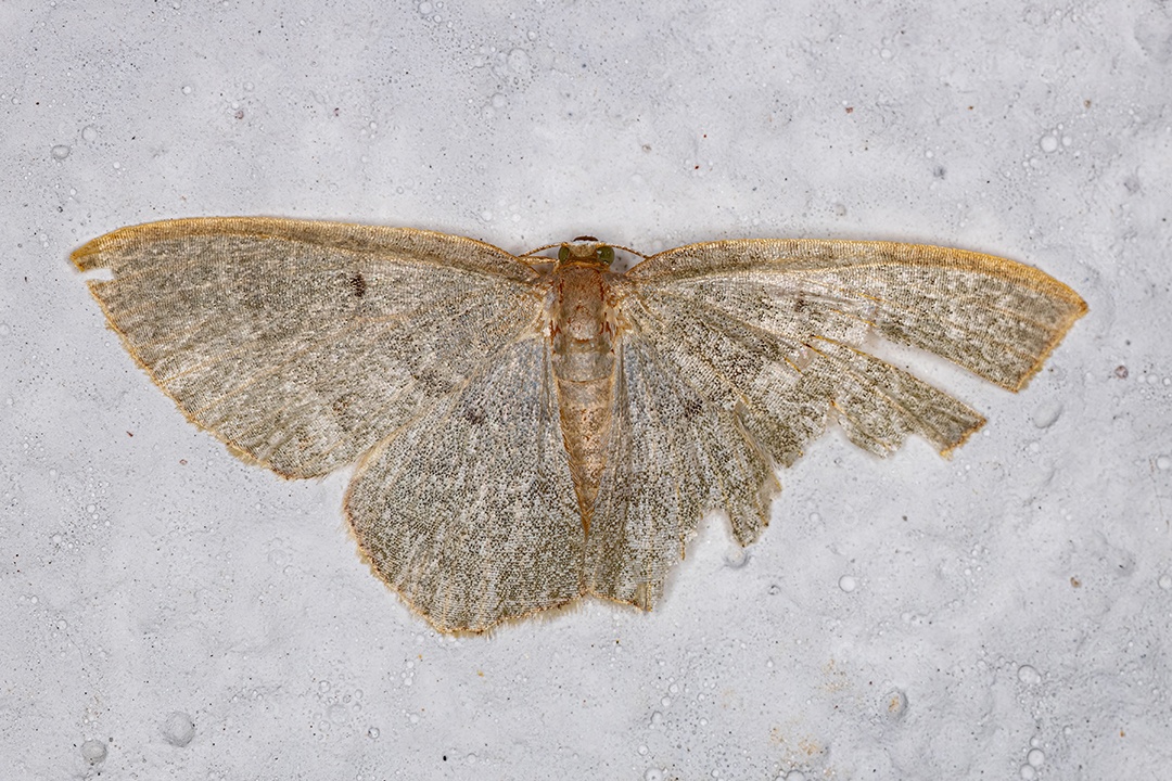 Mariposa geómetra adulta da família Geometridae