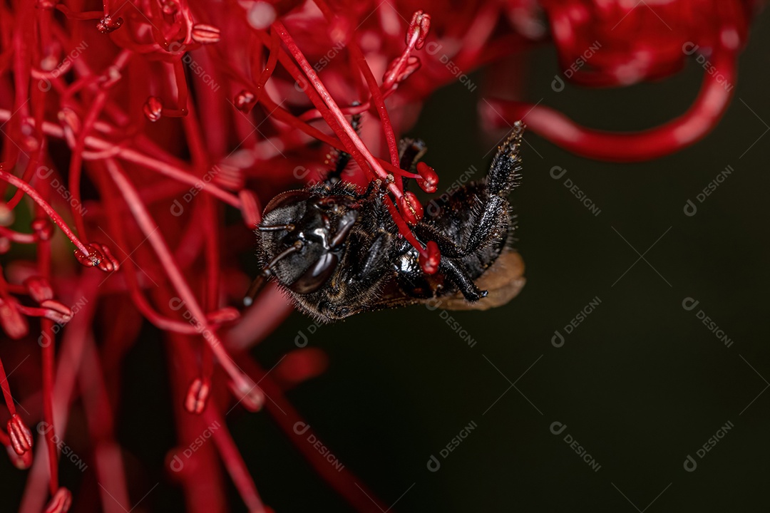 Abelha sem ferrão adulta do gênero Trigona em um pincel de garrafa flor vermelha