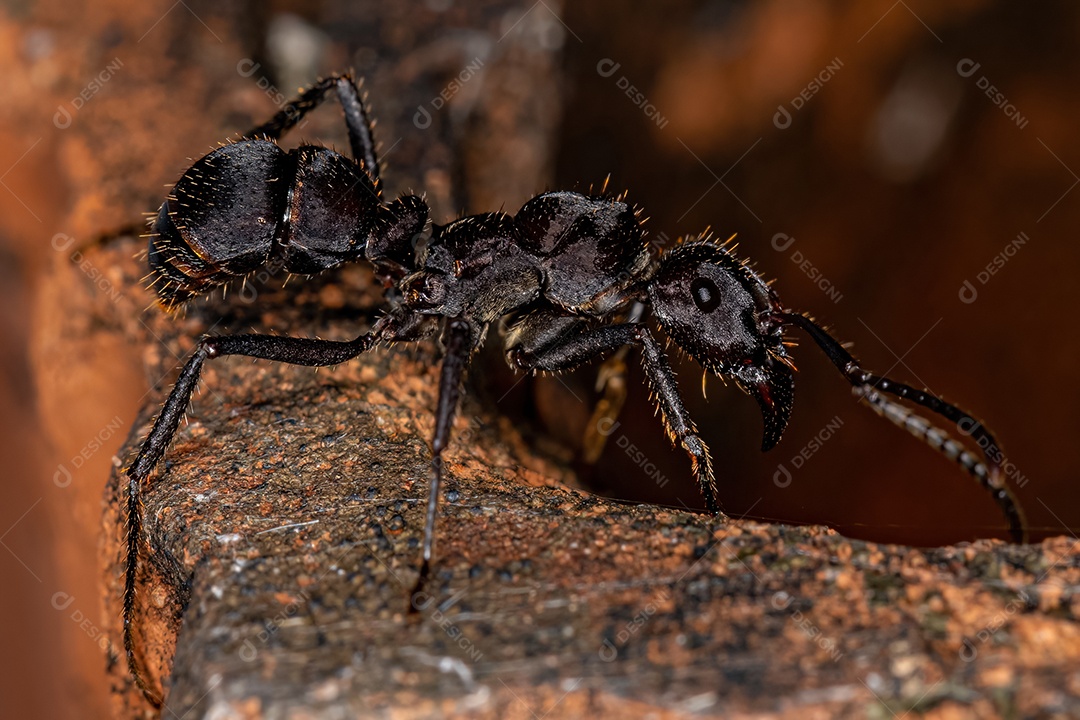 Formiga Ectatommine Fêmea Adulta do Gênero Ectatomma