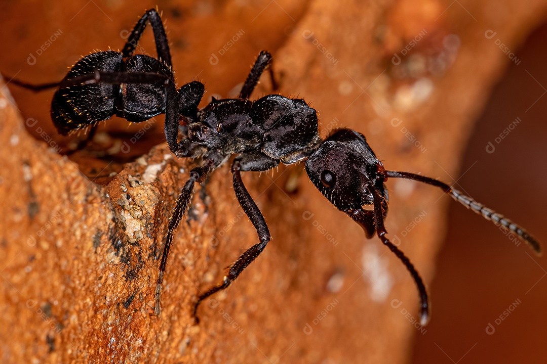 Formiga Ectatommine Fêmea Adulta do Gênero Ectatomma