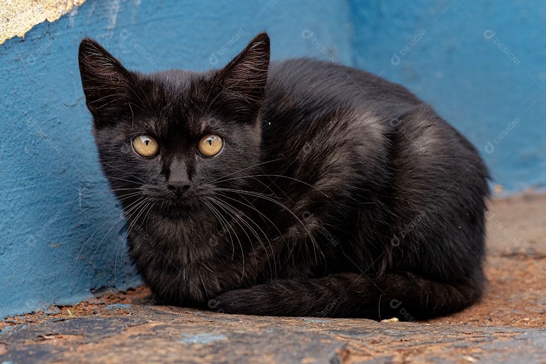 Gato doméstico Black Young Feral abandonado no cemitério com foco seletivo