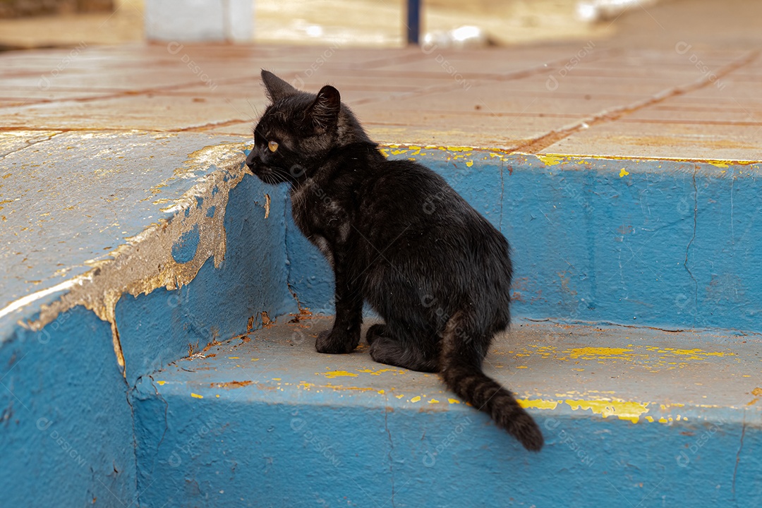 Gato doméstico Black Young Feral abandonado no cemitério com foco seletivo