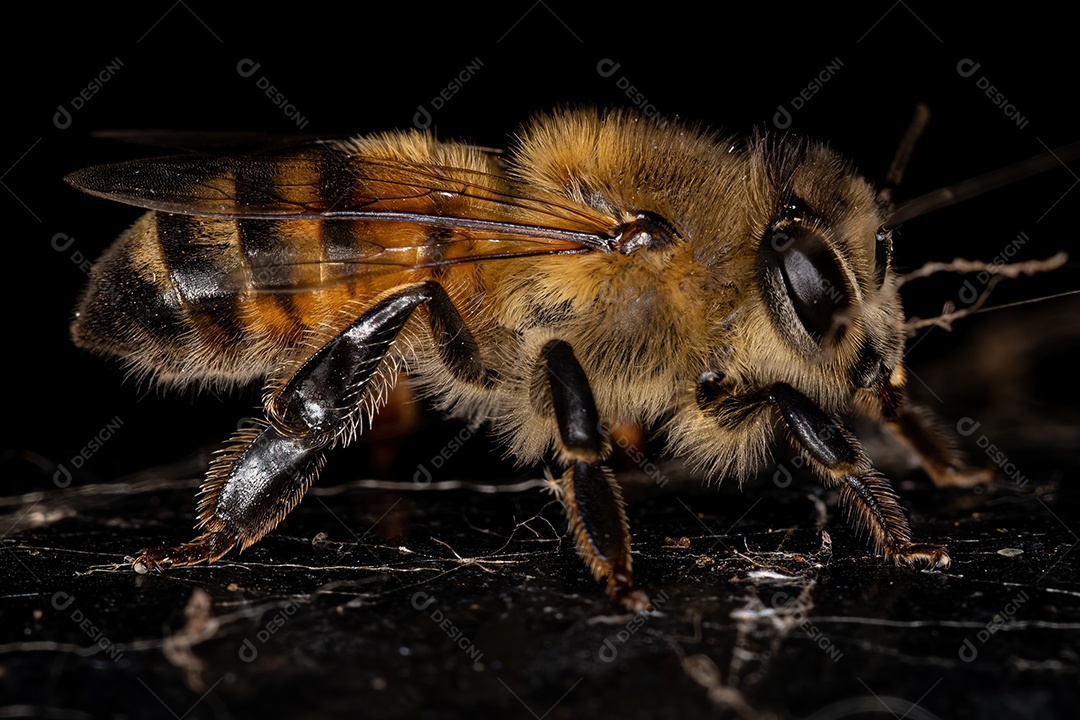 Abelha Ocidental Fêmea adulta da espécie Apis mellifera