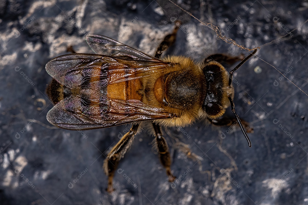 Abelha Ocidental Fêmea adulta da espécie Apis mellifera
