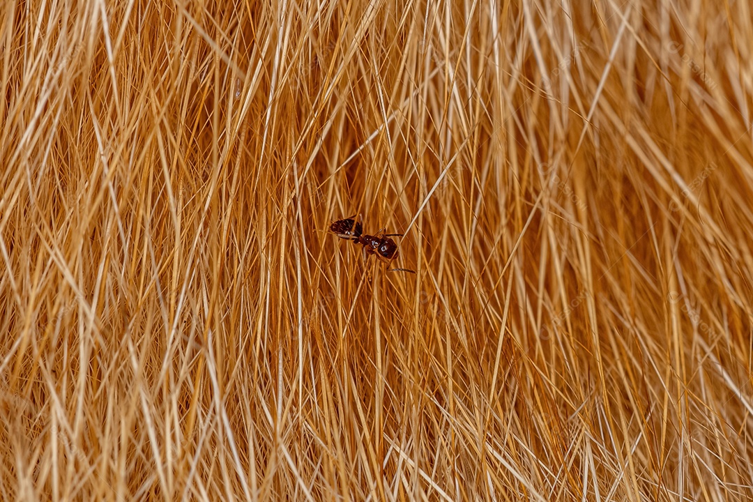 Formiga Rover adulta pequena do gênero Brachymyrmex