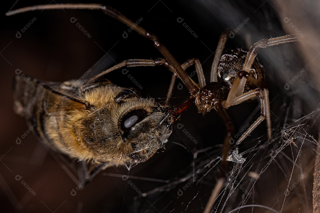 Aranha Viúva Marrom Adulto Fêmea da espécie Latrodectus geometricus atacando uma Abelha Ocidental Fêmea Adulta da espécie Apis mellifera