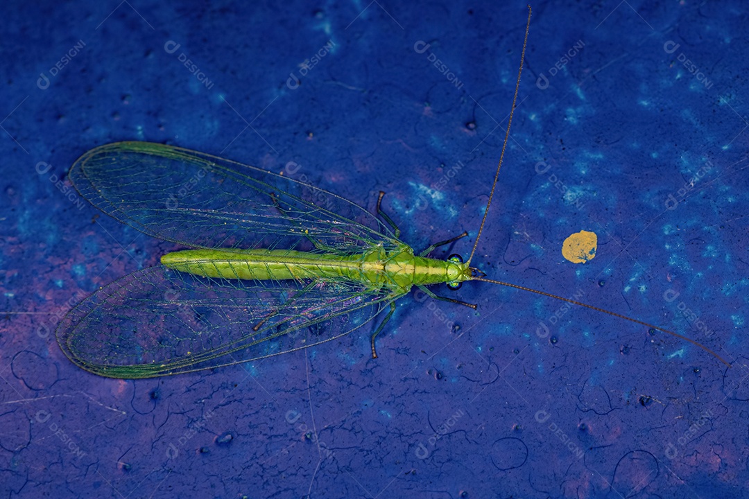 Adulto Típico crisopídeo do gênero Ceraeochrysa