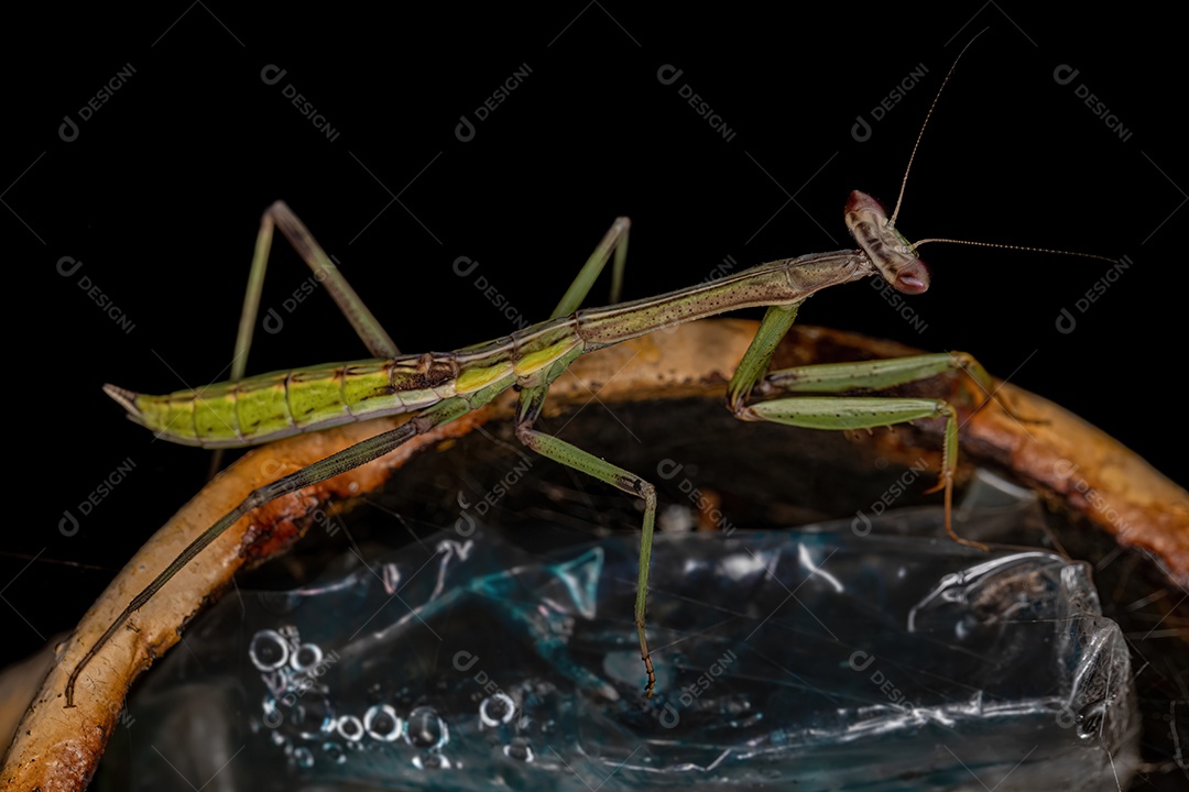 Ninfa Mantid pequena da subfamília Vatinae