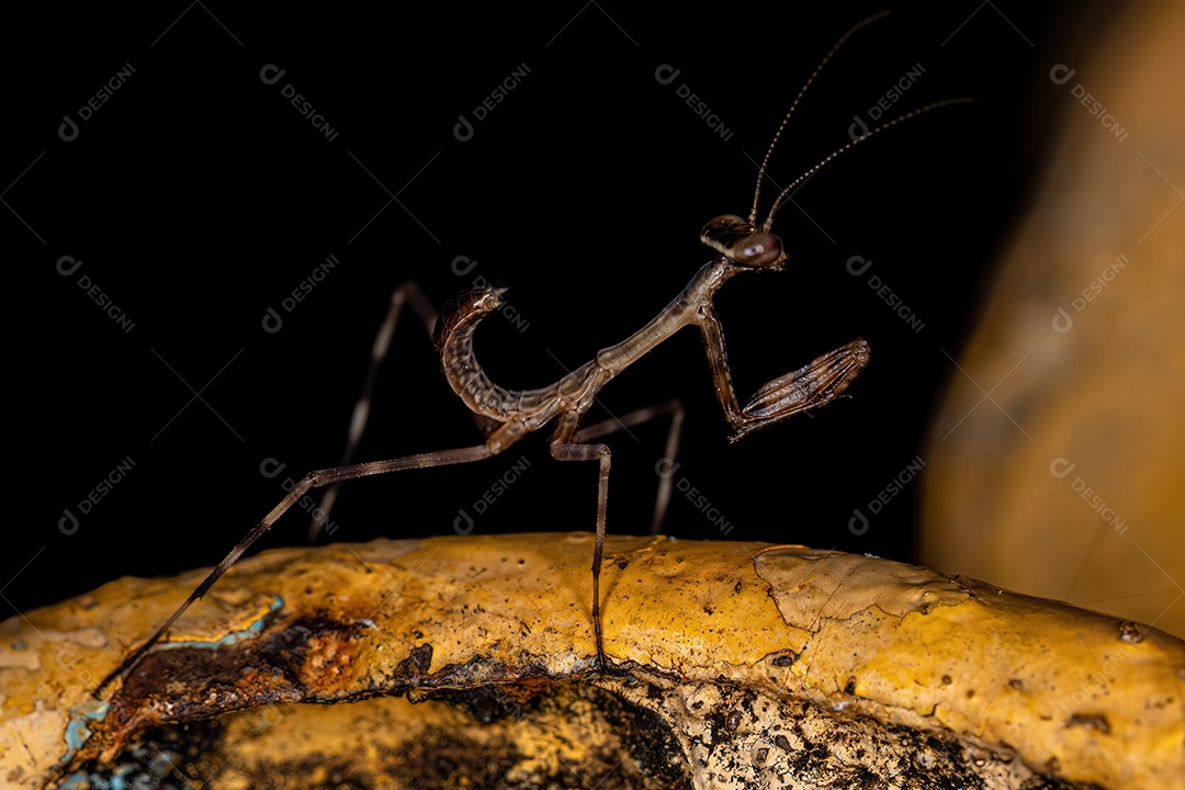 Ninfa Mantid pequena da subfamília Vatinae