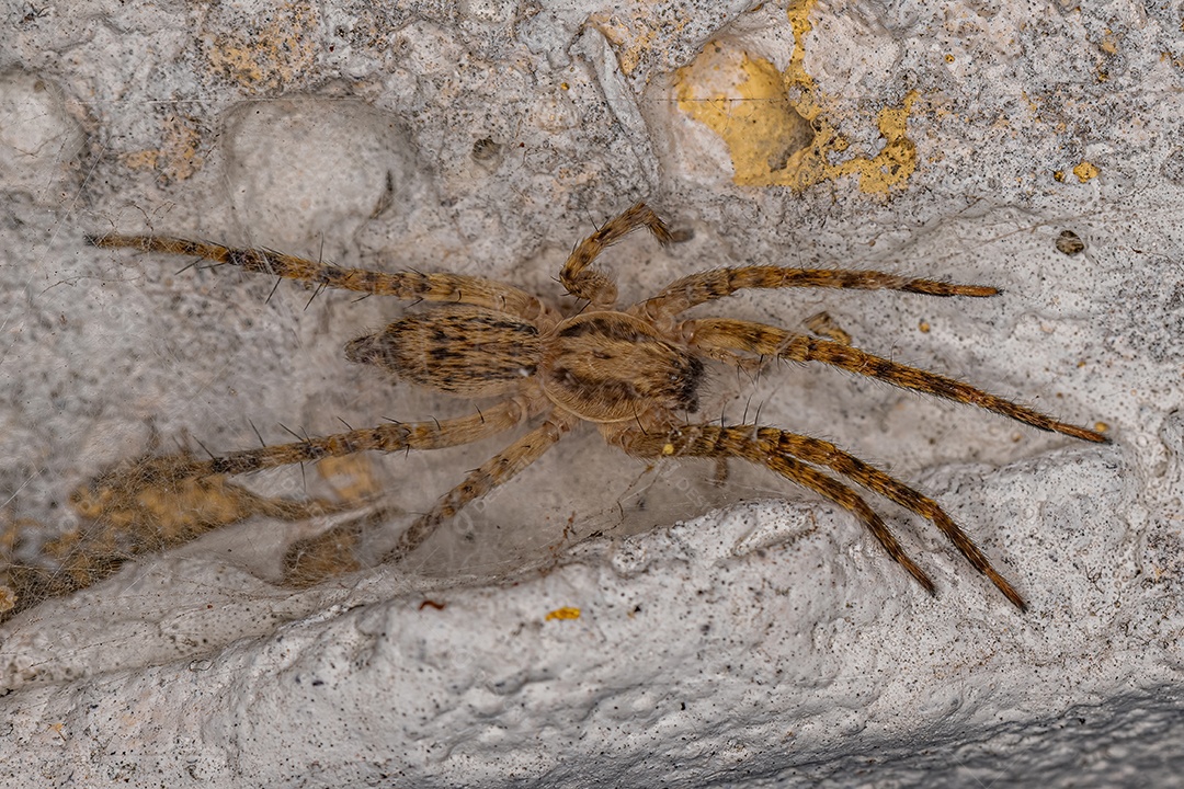 Pequena aranha fantasma da família Anyphaenidae