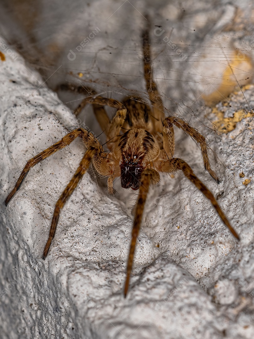 Pequena aranha fantasma da família Anyphaenidae