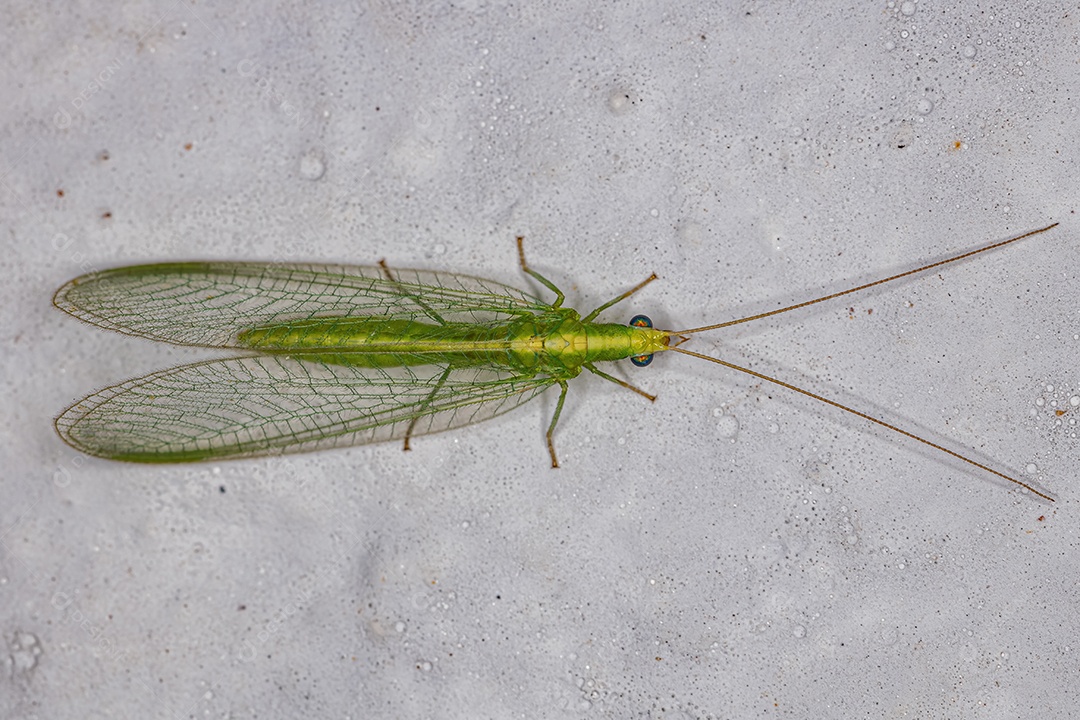 Adulto Típico crisopídeo do gênero Ceraeochrysa