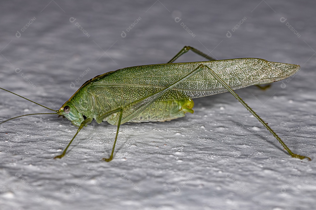 Folha adulta Katydid do gênero Grammadera