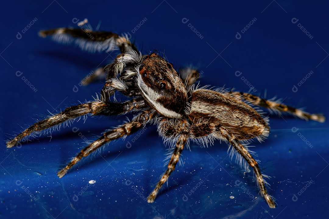 Aranha saltadora cinzenta macho adulto da espécie Menemerus bivittatus