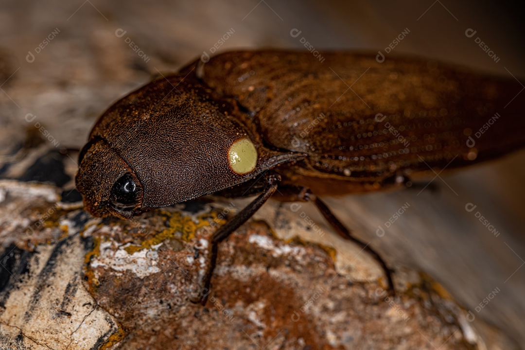 Besouro de clique de fogo adulto do gênero Pyrophorus