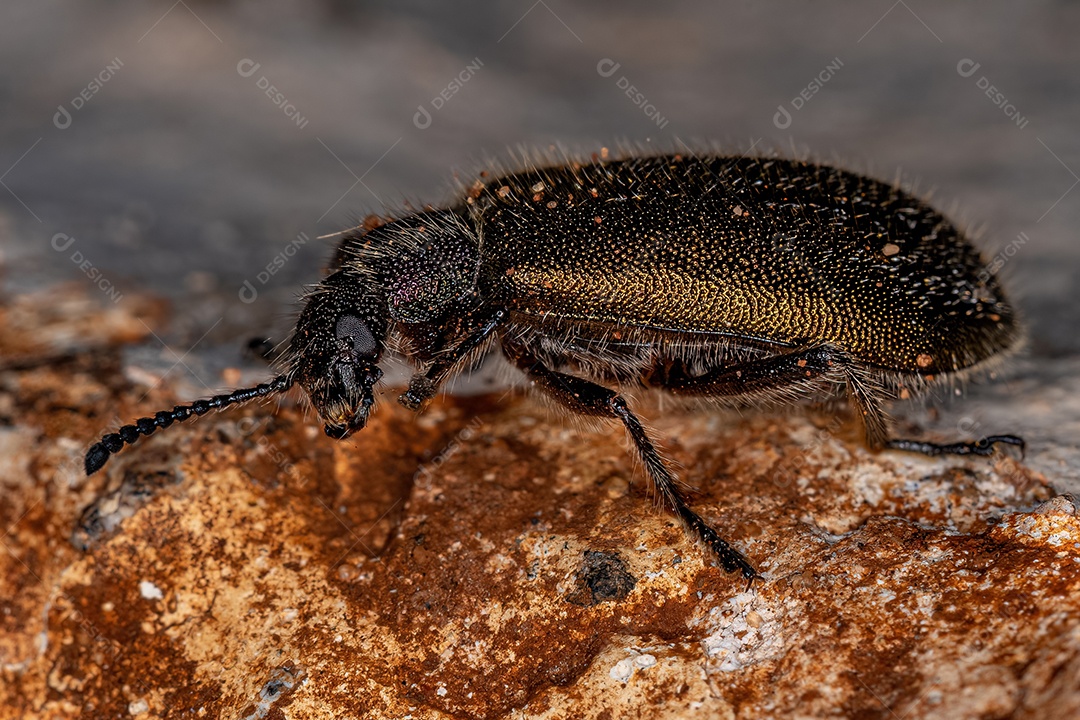 Ninfa de críquete de campo do gênero Gryllus