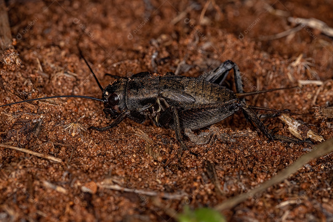 Ninfa de críquete de campo do gênero Gryllus