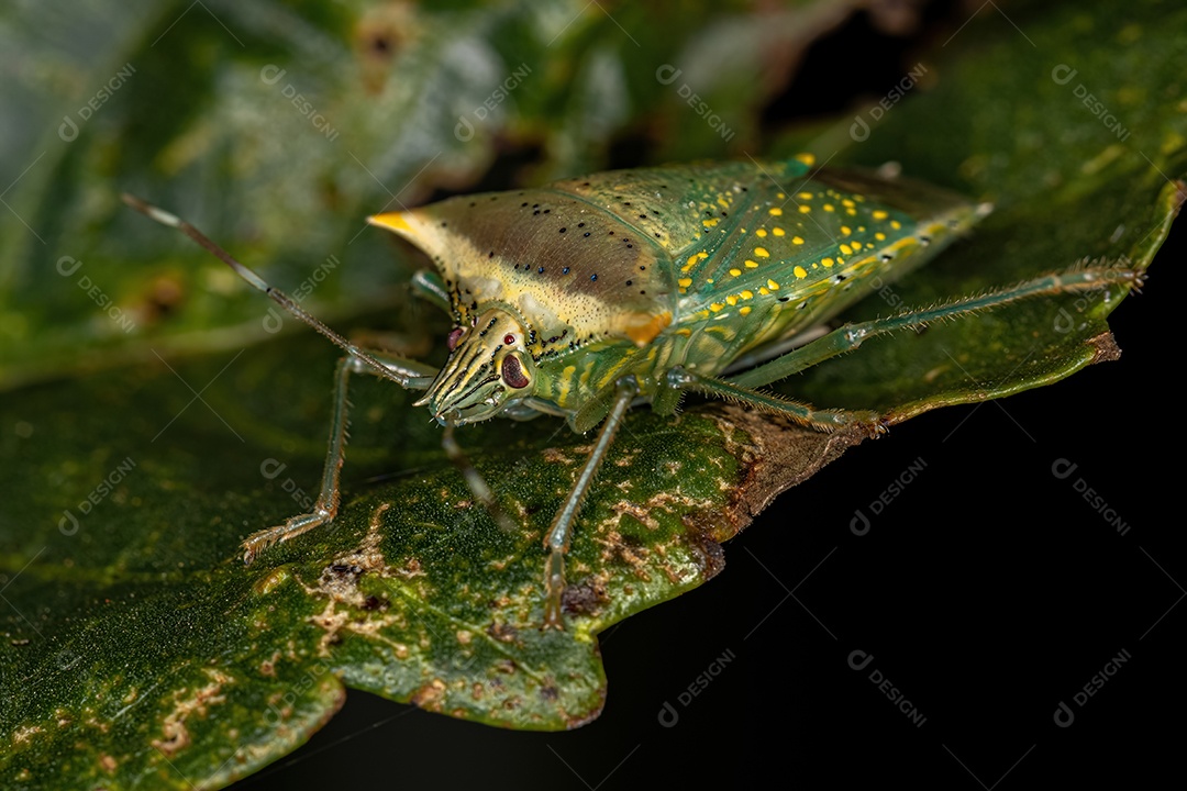 Percevejo Arvelius manchado-branco adulto da espécie Arvelius albopunctatus