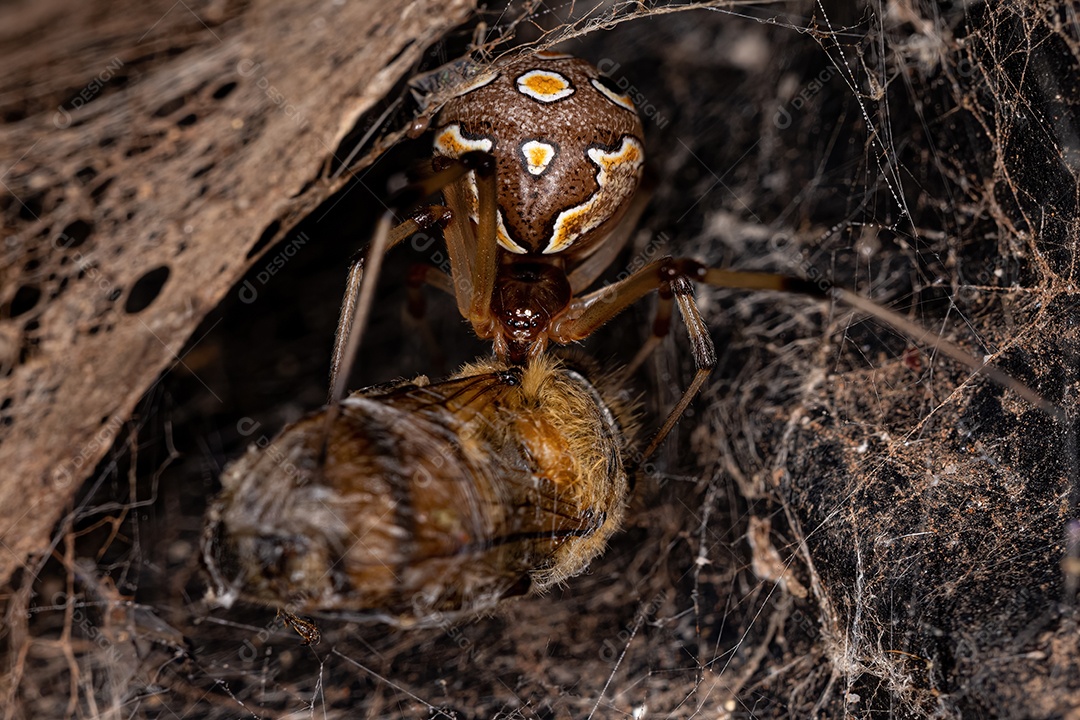 Aranha Viúva Marrom Adulto Fêmea da espécie Latrodectus geometricus atacando uma Abelha Ocidental Fêmea Adulta da espécie Apis mellifera