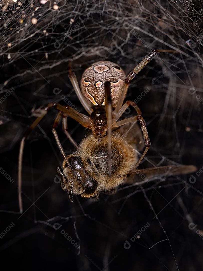 Aranha Viúva Marrom Adulto Fêmea da espécie Latrodectus geometricus atacando uma Abelha Ocidental Fêmea Adulta da espécie Apis mellifera