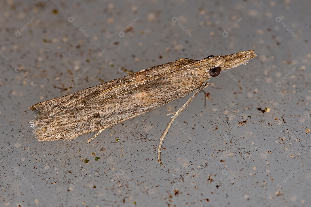 Mariposa de focinho piralídeo adulta da família Pyralidae