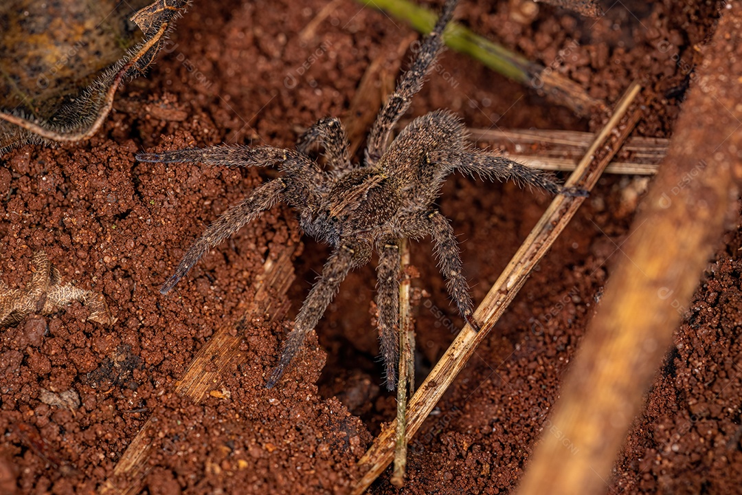 Aranha Errante adulta da espécie Parabatinga brevipes