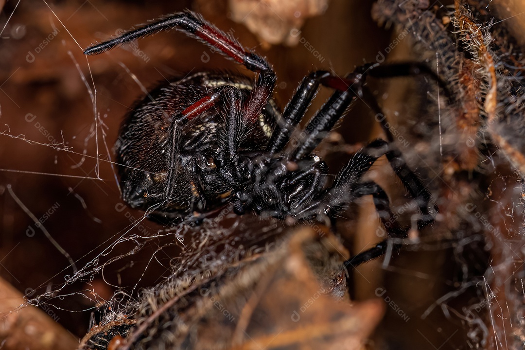 Aranha Falsa Viúva Fêmea Adulta do Gênero Steatoda