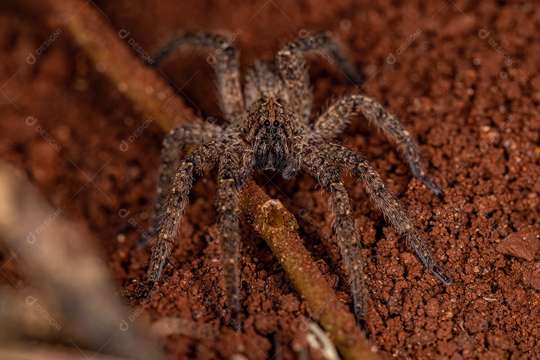 Aranha Errante adulta da espécie Parabatinga brevipes