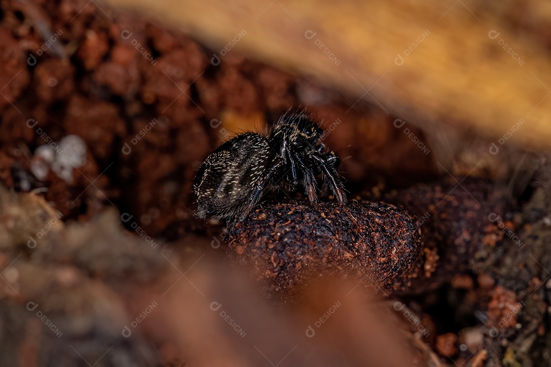 Pequena aranha saltadora do gênero Corythalia