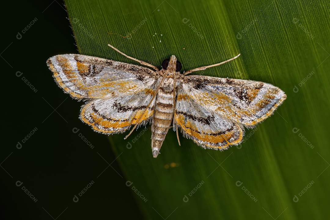 Mariposa adulta da família Crambidae